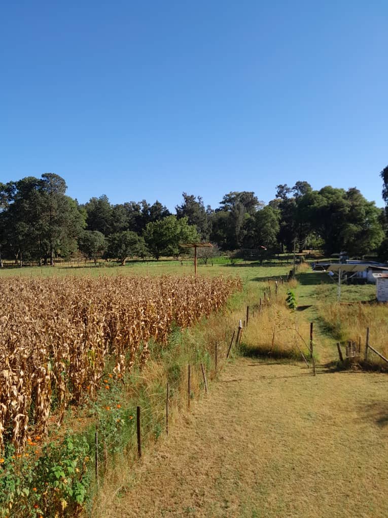 Our Maize
